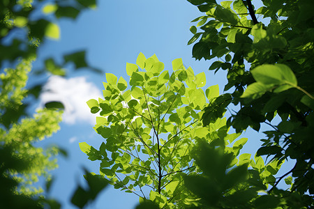户外枝干上的绿叶背景图片