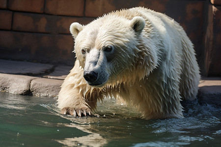 水面上的北极熊背景图片