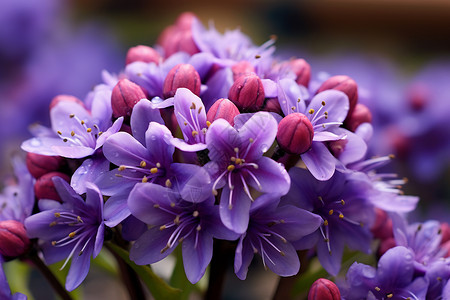 盛开的紫色花朵背景图片