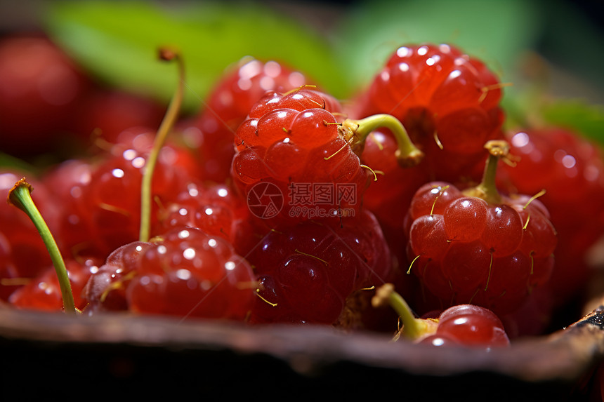 树莓食物图片