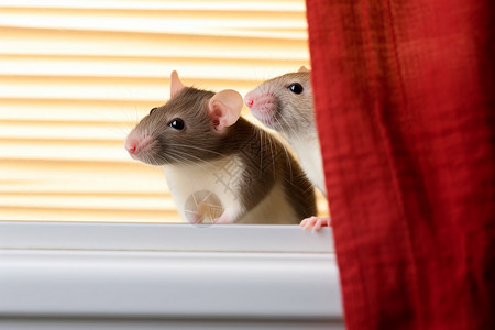 窗外的动物老鼠背景图片