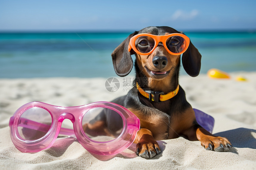 海滩上狗狗图片