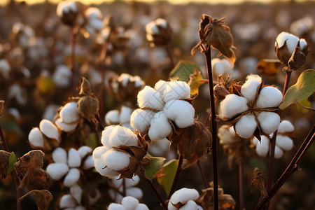 乡村农业种植的棉花田背景图片
