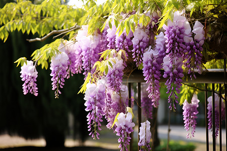 春季花园绽放的紫藤花朵背景图片