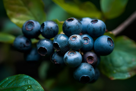 乡村农业种植的蓝莓种植果园背景图片