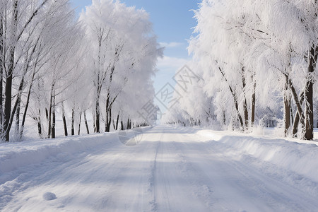冬日积雪的树林道路背景图片