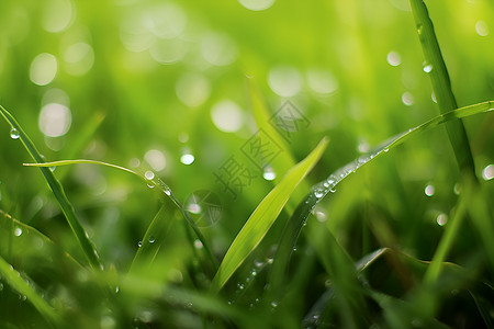 春雨中的小草背景图片