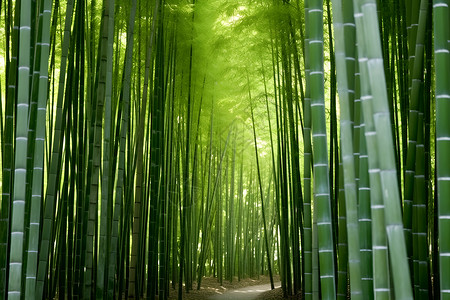 绿意葱茏的竹林小径高清图片