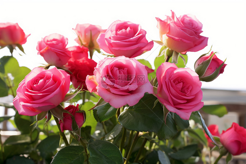盛开的粉色玫瑰图片