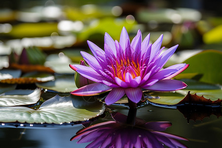 水上的紫色睡莲背景图片