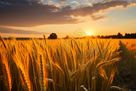夏日金色的田间麦浪背景图片