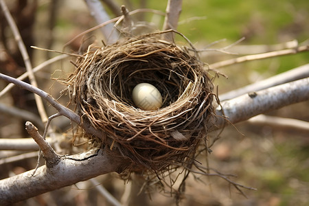 树杈图片鸟巢中的鸟蛋背景