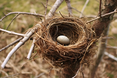 鸟巢中有一颗蛋背景图片