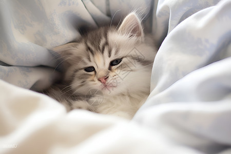 躺着的小猫白色小猫在床上睡觉背景