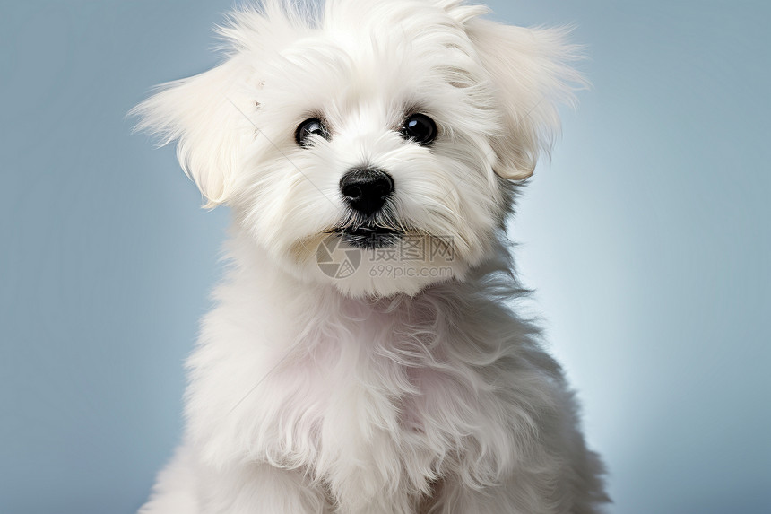 白色的宠物狗图片