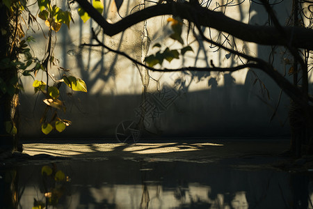 阴凉干燥阳光下墙上的树影背景