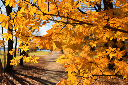秋叶覆盖的公园背景图片