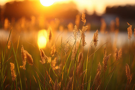 夕阳下的草地背景图片