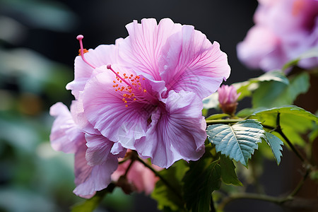 精彩绽放的一朵粉色花朵高清图片