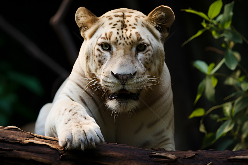 丛林中的白虎图片