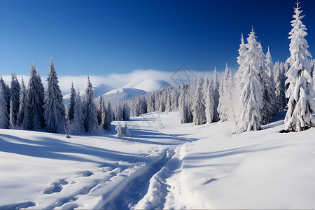 山坡上的树林和冰雪背景图片