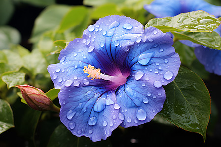 紫色花朵上的水珠背景图片