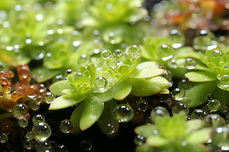 热带绿植素材露水飘落的热带植物背景