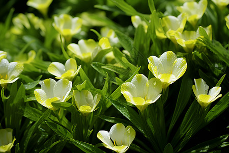一片白色的花朵背景图片