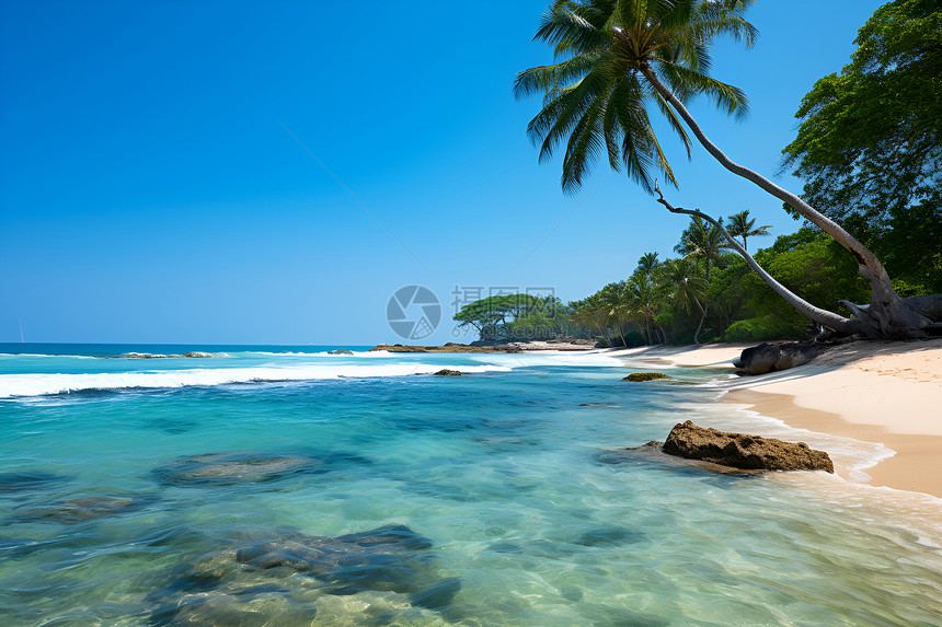 碧海蓝天下的棕榈树沙滩图片