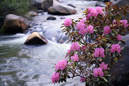 小溪边的花朵高清图片