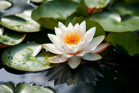 池塘中的白色睡莲背景图片