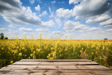 阳光下的金色田野背景图片