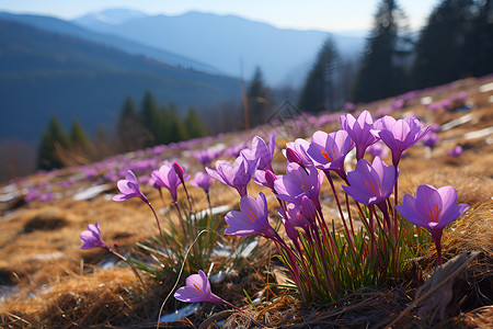 紫色花田中的风景背景图片