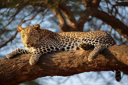 瞌睡中的豹野生动物美洲豹高清图片