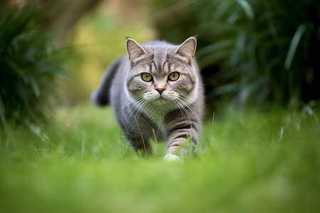 茂密的爪子猫儿在茂密的绿野中背景