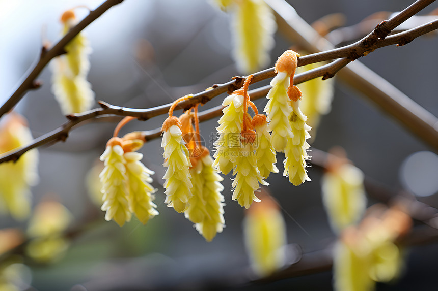 春天中的黄花枝条图片