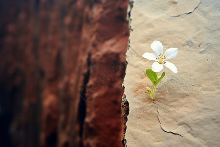 砖墙中的小白花背景图片