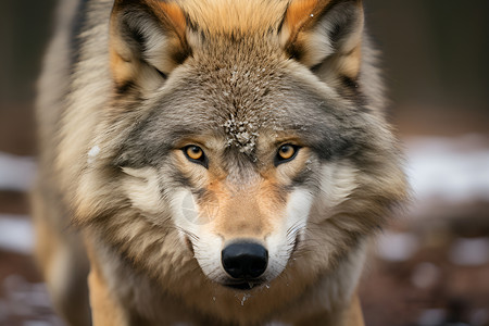 寒冬中的狼背景图片