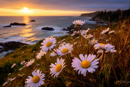 海边夕阳下的一丛雏菊背景图片