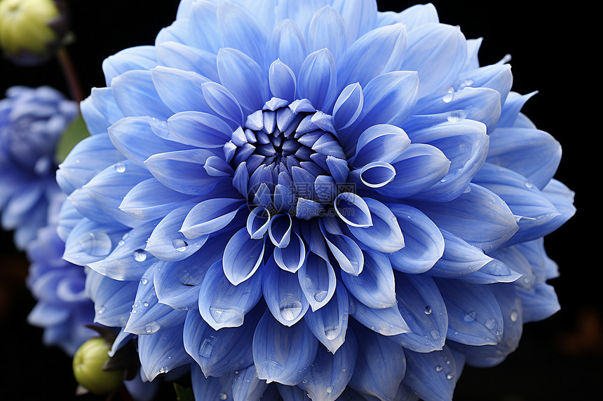 美丽蓝色花朵图片