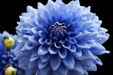 蓝色花朵中的水滴背景图片