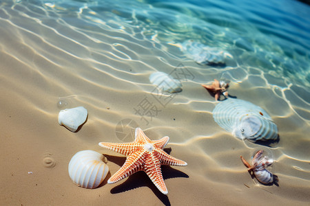 夏天有个约海滩上有一群海星和贝壳背景