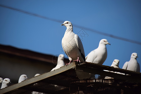 美丽鸽子屋檐上的白鸽背景