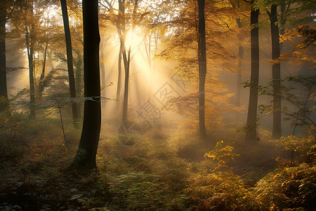 树林中的光束背景图片