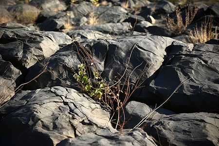 岩石植物石头中生长的植物背景