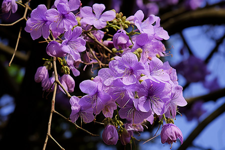春季花园中绽放的丁香花花朵背景图片