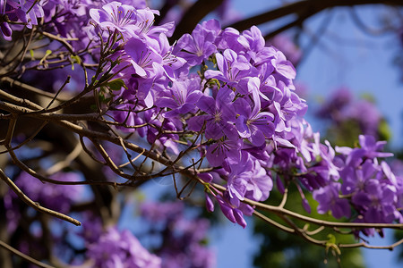 花园中绽放的丁香花花朵背景图片