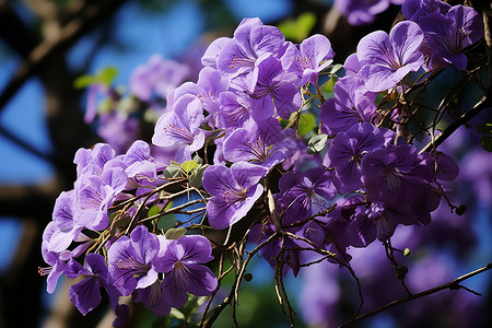 春季花园中绽放的丁香花花朵背景图片