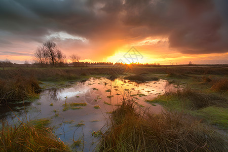 日落下的沼泽地背景图片