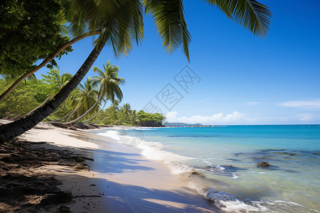 热带沙滩上的棕榈树背景图片